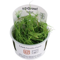 Juncus repens - 1-2-grow