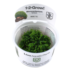 Monosolenium tenerum - 1-2-grow