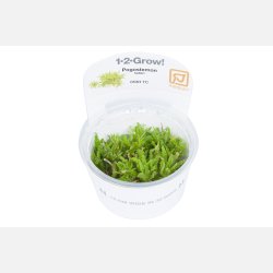 Pogostemon helferi - 1-2-grow