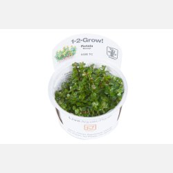 Rotala indica 'Bonsai' - 1-2-grow
