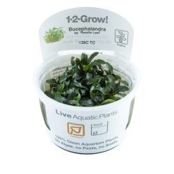 Bucephalandra sp. 'Needle Leaf' - 1-2-grow