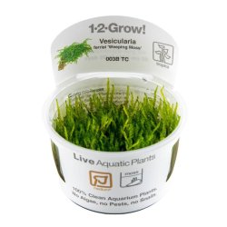 Vesicularia ferriei 'Weeping Moss' - 1-2-grow