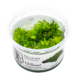 Riccardia chamedryfolia - 1-2-grow