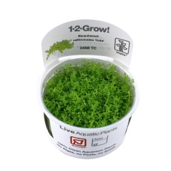 Micranthemum callitrichoides 'Cuba' - 1-2-grow