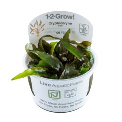Cryptocoryne nurii - 1-2-grow