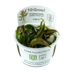 Cryptocoryne undulata 'Broad Leaf' - 1-2-grow