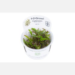 Cryptocoryne wendtii 'Green' - 1-2-grow