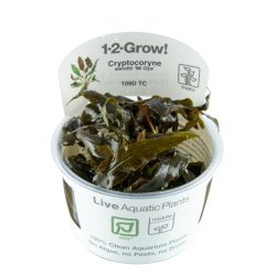Cryptocoryne wendtii 'Mi Oya' - 1-2-grow