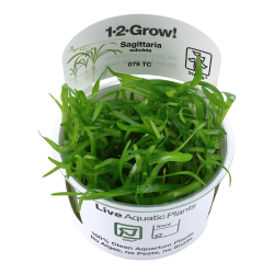 Sagittaria subulata - 1-2-grow