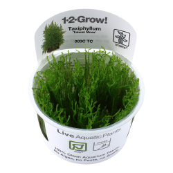 Taxiphyllum alternans 'Taiwan Moss' - 1-2-grow