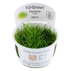 Eleocharis pusilla 'Mini' - 1-2-grow