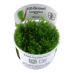 Taxiphyllum sp. 'Spiky Moss' - 1-2-grow