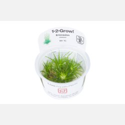 Eriocaulon cinereum - 1-2-grow