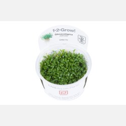 Glossostigma elatinoides - 1-2-grow