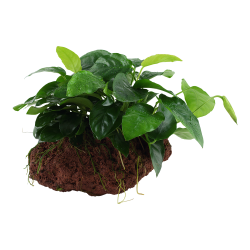 Anubias barteri var. nana - p lavasten