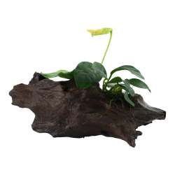 Anubias barteri var. nana på rod