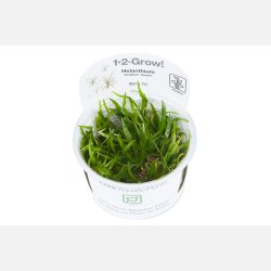 Helanthium tenellum 'Green' - 1-2-grow