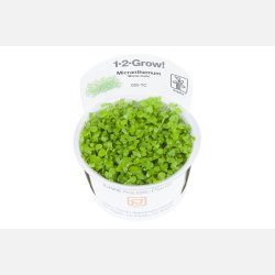 Micranthemum tweediei 'Monte Carlo' - 1-2-grow