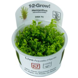 Hemianthus micranthemoides - 1-2-grow