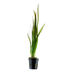 Vallisneria spiralis 'Tiger' - potte