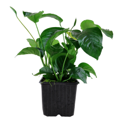 Anubias barteri var. caladiifolia - XL potte