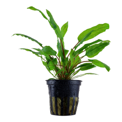 Cryptocoryne wendtii 'Green' - potte