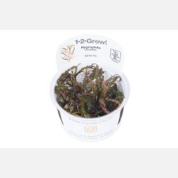 Hygrophila pinnatifida - 1-2-grow