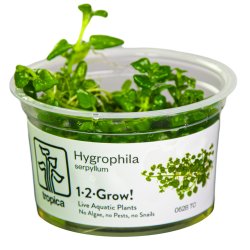 Hygrophila serpyllum - 1-2-grow