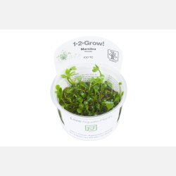 Marsilea hirsuta - 1-2-grow