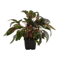 Cryptocoryne wendtii 'Tropica' - XL potte