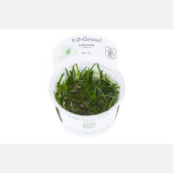 Littorella uniflora - 1-2-grow
