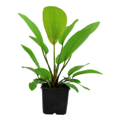 Echinodorus 'Ros' - XL potte