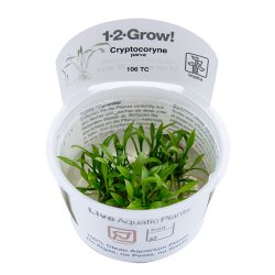 Cryptocoryne parva - 1-2-grow