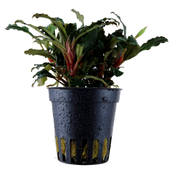 Bucephalandra sp. 'Red' - potte