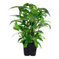 Hygrophila corymbosa 'Stricta' - XL potte