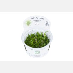 Lilaeopsis brasiliensis - 1-2-grow