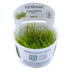 Leptodictyum riparium - 1-2-grow