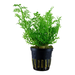 Ceratopteris thalictroides - potte