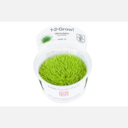 Utricularia graminifolia - 1-2-grow