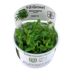 Staurogyne repens - 1-2-grow