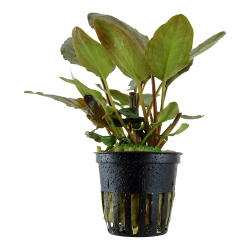 Lagenandra meeboldii 'Red' - potte