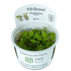 Phyllanthus fluitans - 1-2-grow