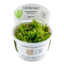 Pogostemon deccanensis - 1-2-grow