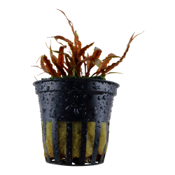 Cryptocoryne albida 'Brown' - potte