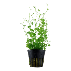 Hydrocotyle tripartita - potte
