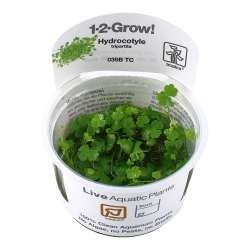 Hydrocotyle tripartita - 1-2-grow