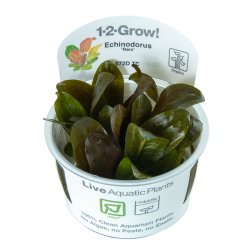 Echinodorus 'Reni' - 1-2-grow