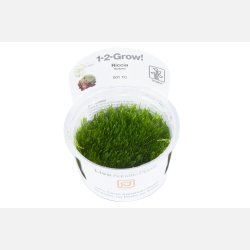 Riccia fluitans - 1-2-grow