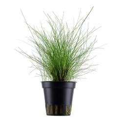 Eleocharis parvula - potte
