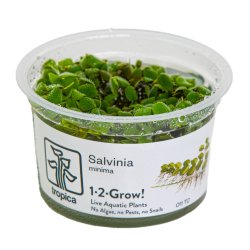 Salvinia minima - 1-2-grow